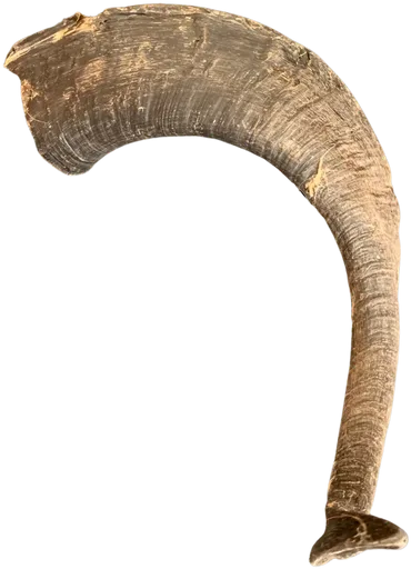 Goat horn dog chew