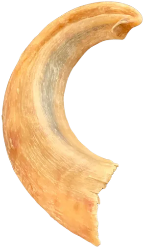 Lamb horn dog chew