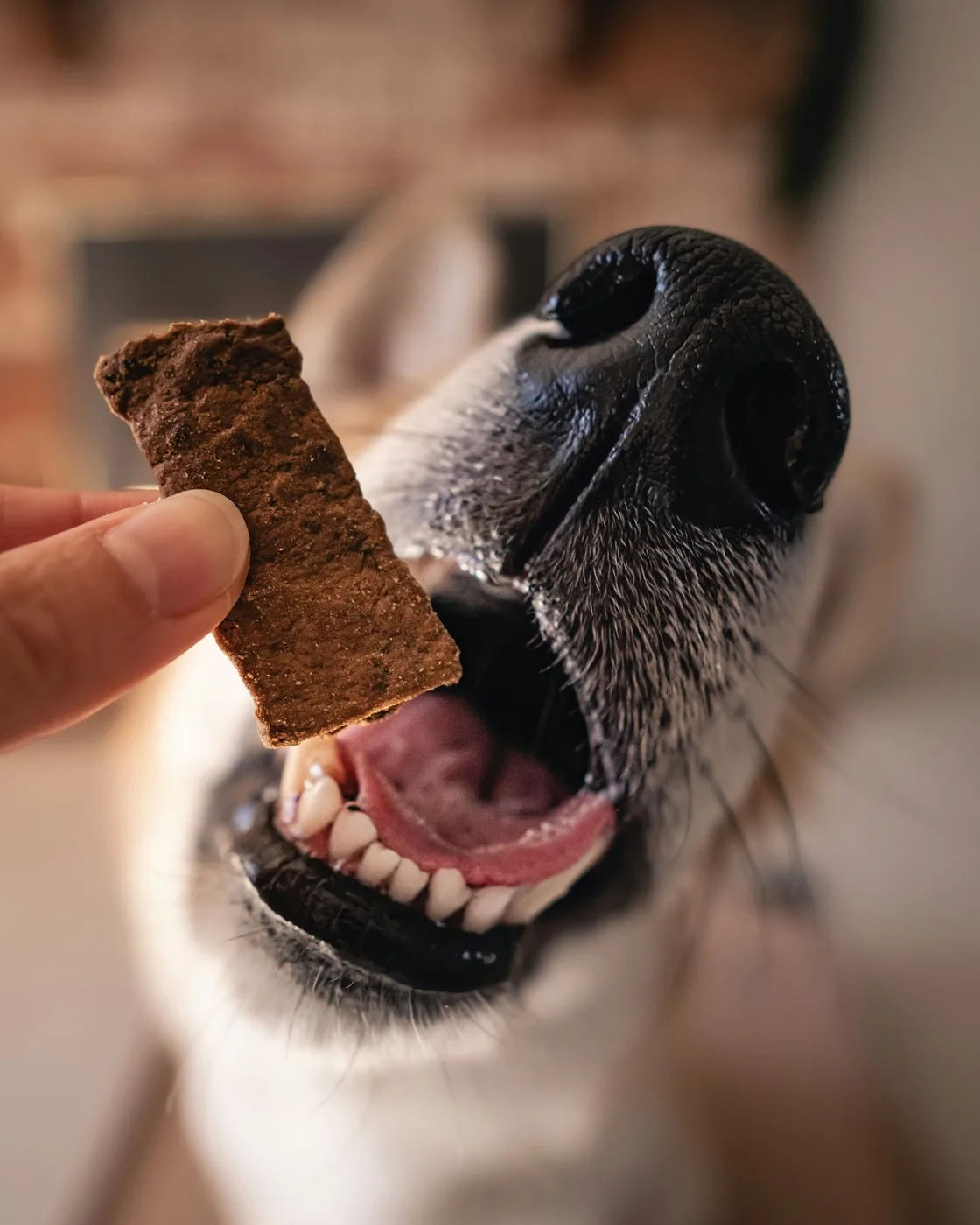 Dog reaching for an edible functional chew treat