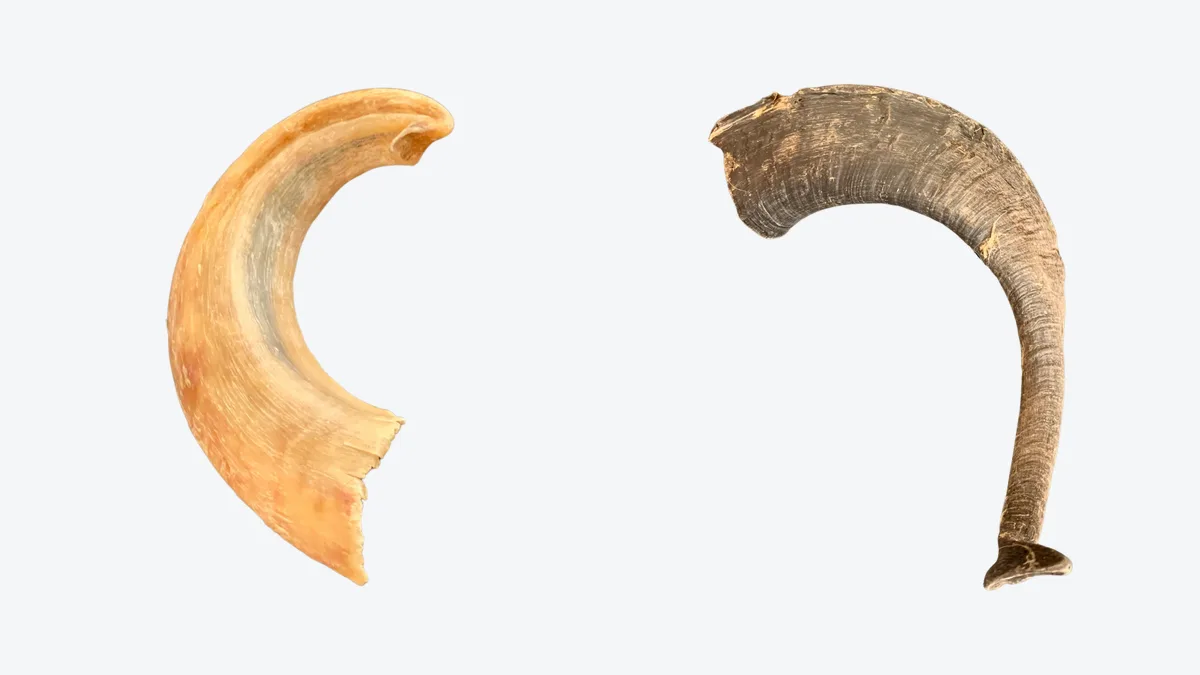 Lamb Horns vs Goat Horns for Dogs: A Wholesale Buyer’s Comparison